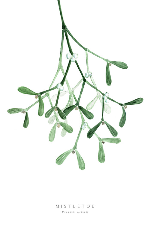 Poster Watercolor mistletoe illustration