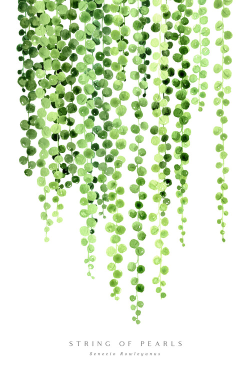 Poster Watercolor string of pearls illustration