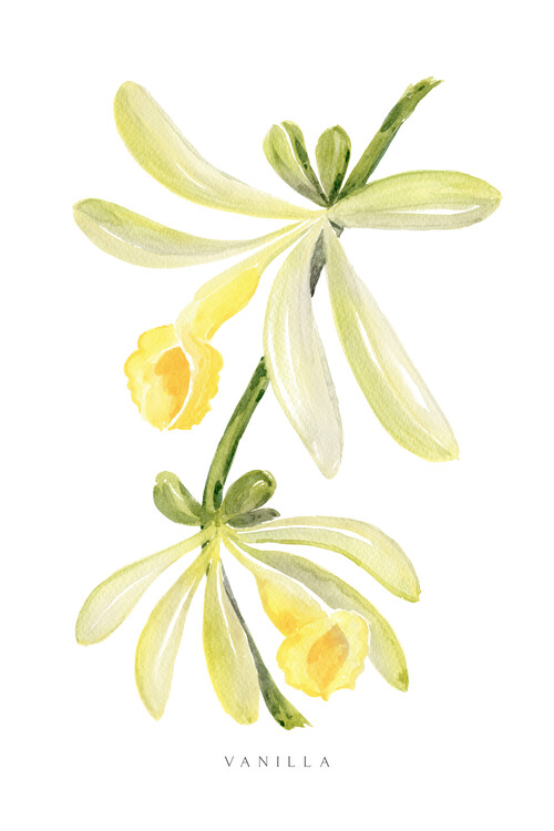 Poster Watercolor vanilla orchid illustration