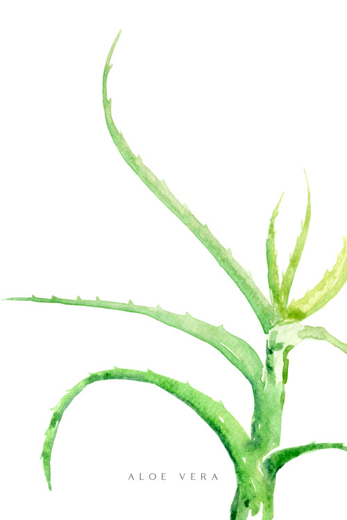 Poster Watercolor aloe vera illustration
