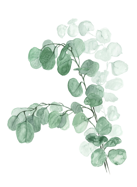 Poster Watercolor silver dollar eucalyptus