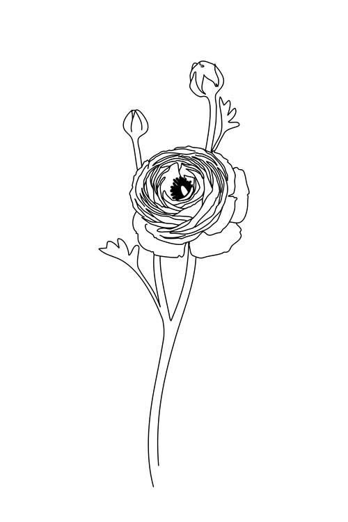 Canvas Print Ranunculus line art