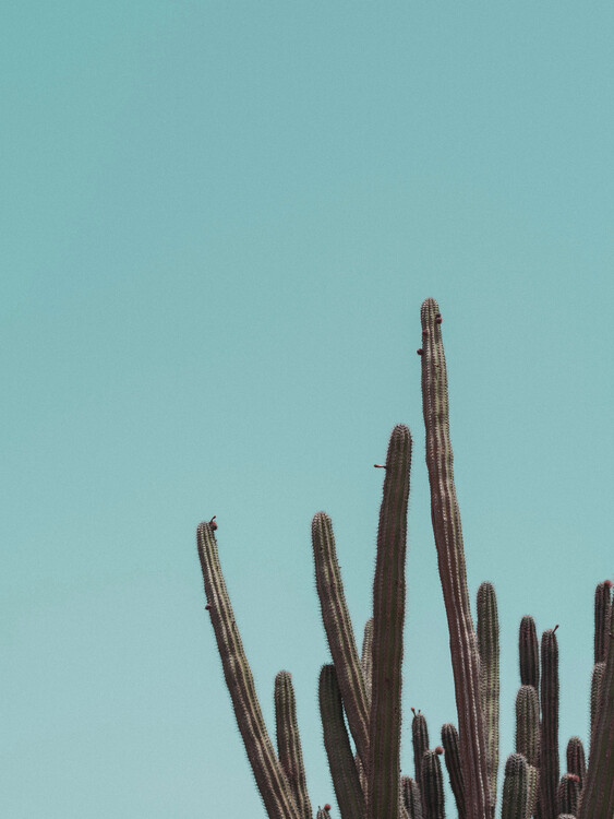 Poster Cactuscorner green