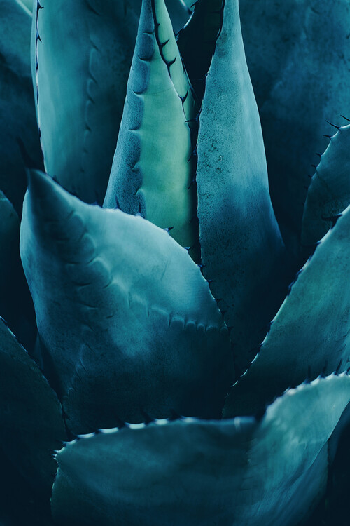 Plakát Cactus No 4