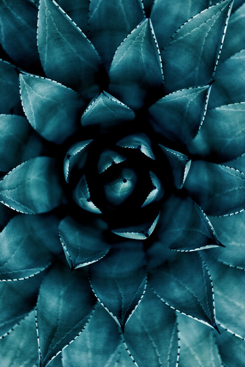 Plakát Cactus No 9