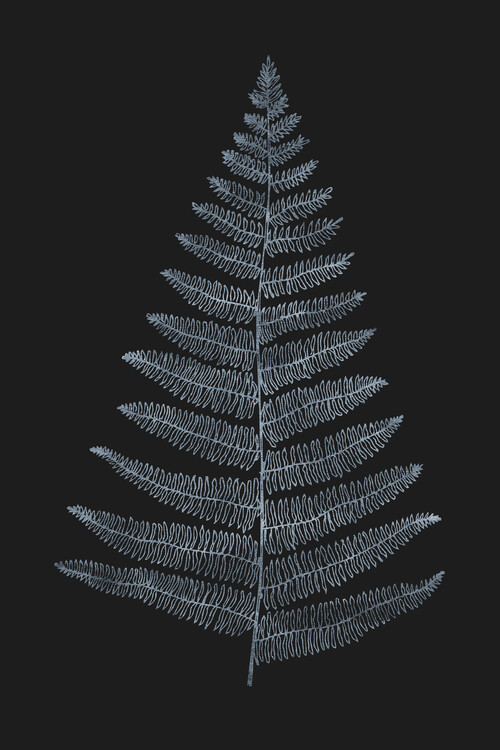 Plakát Botanica Minimalistica Bleu