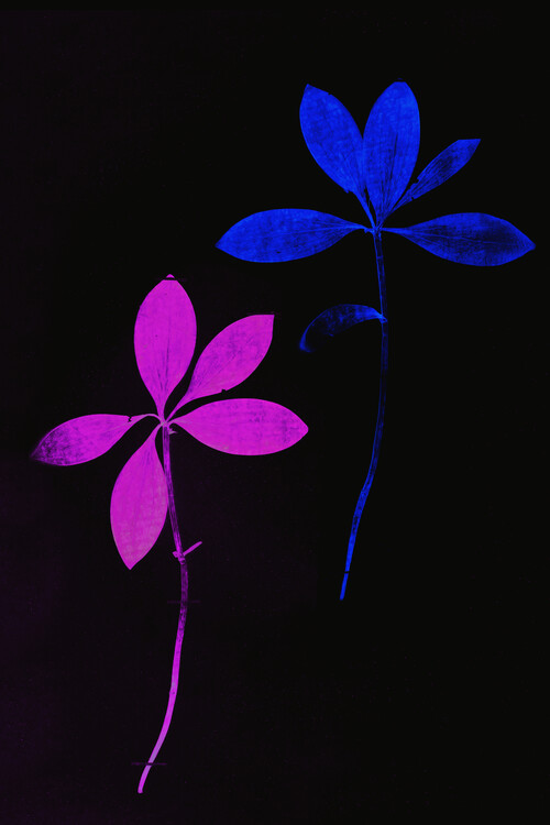 Μπλουζάκι Acid flora
