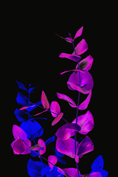 Плакат Acid flora 2
